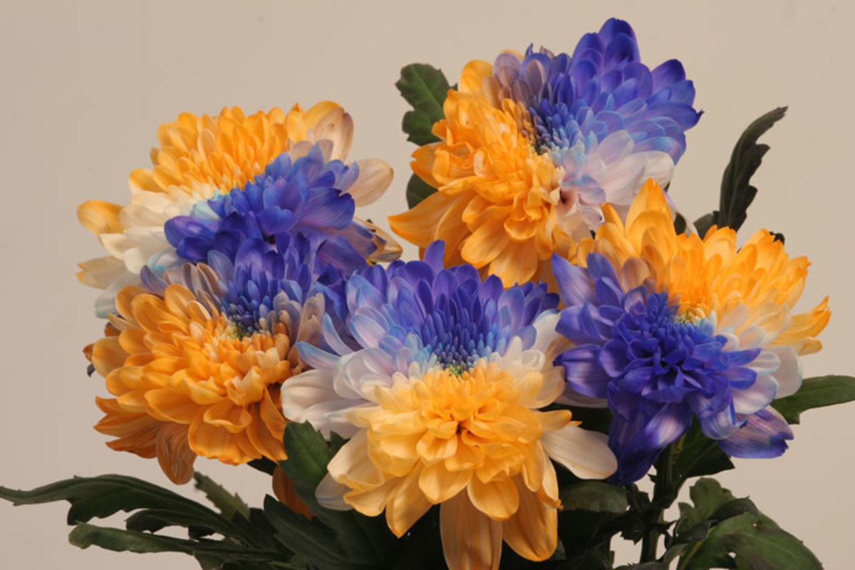 Rabobank flower for Mother Day