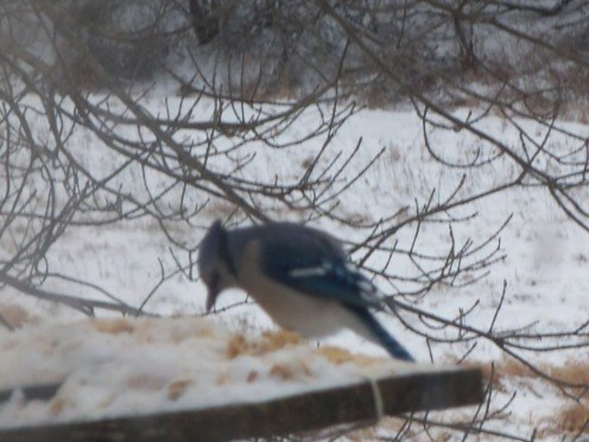 Blue Jay is getting his share of whatever treats he can find.