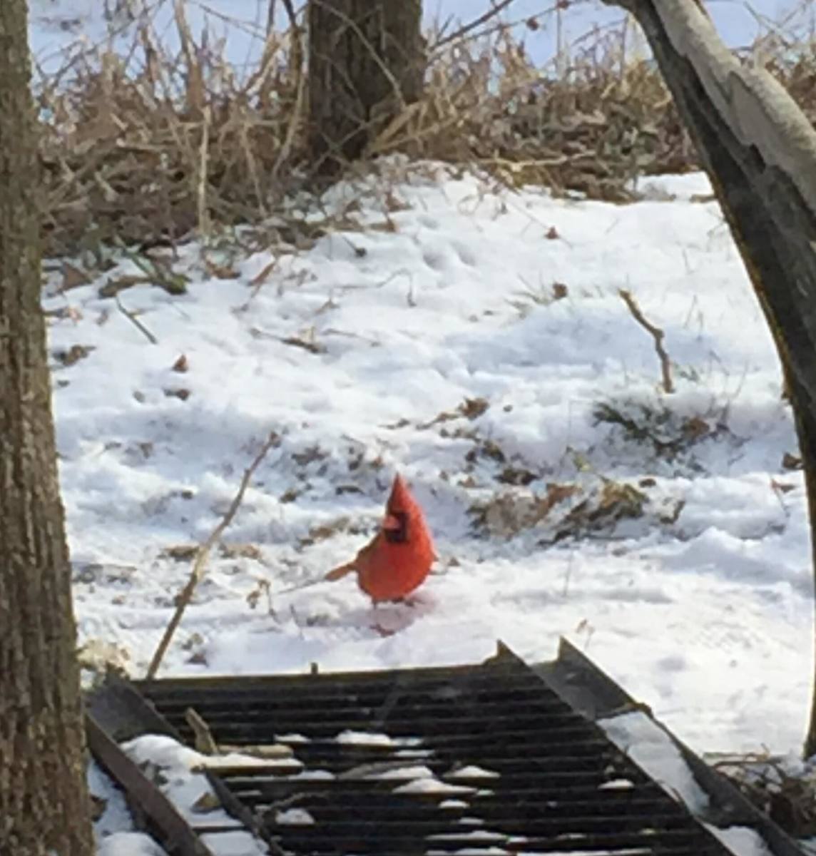 To see a pretty red cardinal against a pure white snow is a splendid sight to see.
