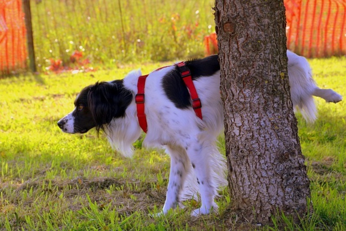 Typical raised leg position of a dog who is urine marking.