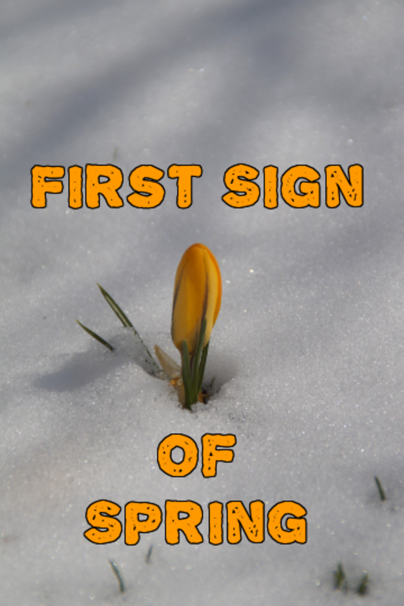 Poem: First Sign of Spring