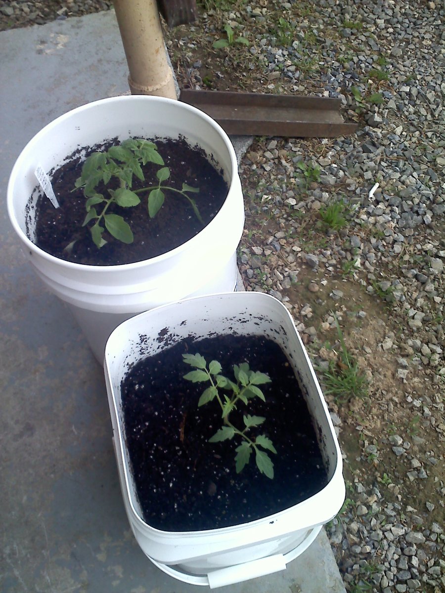 Tomato seedlings transplanted into buckets