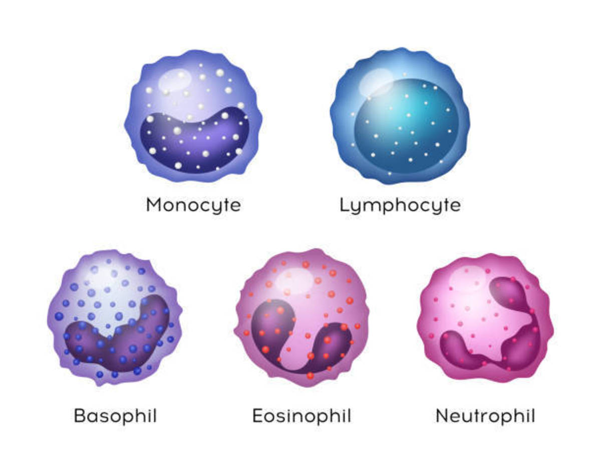 white-blood-cell-leukocyte-test-d-l-c-t-l-c-hubpages