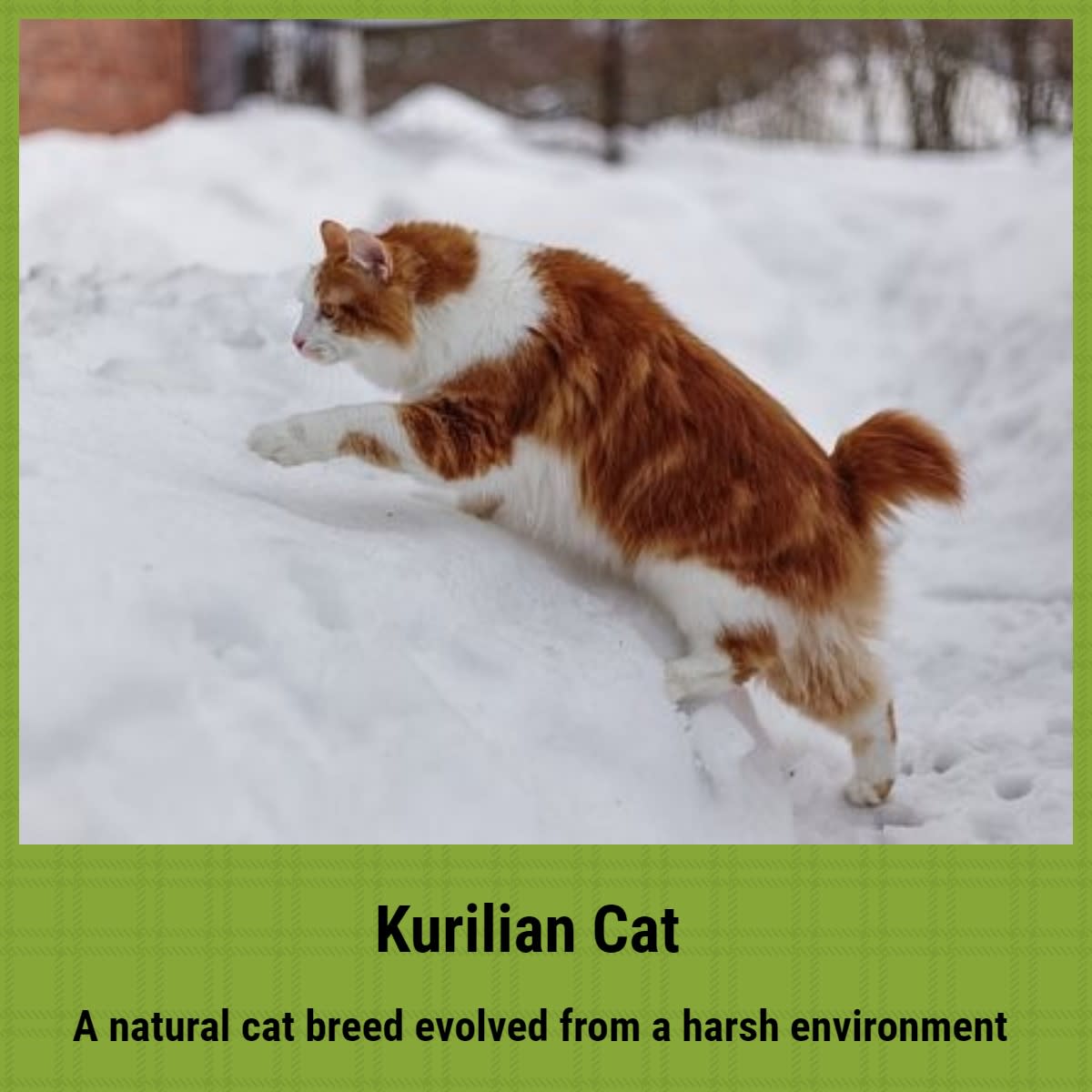natural-breeds-of-cat-explored