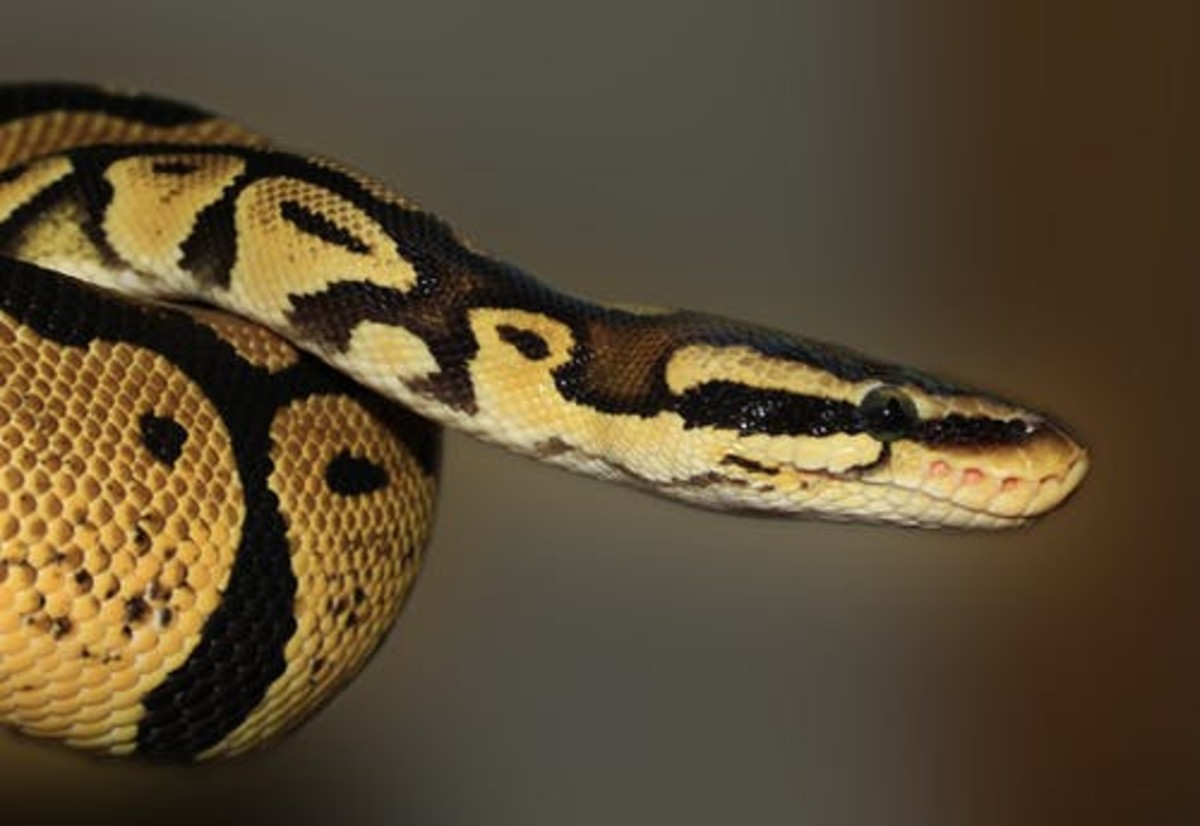 Are Ball Pythons Really The Best Beginner Snakes? HubPages