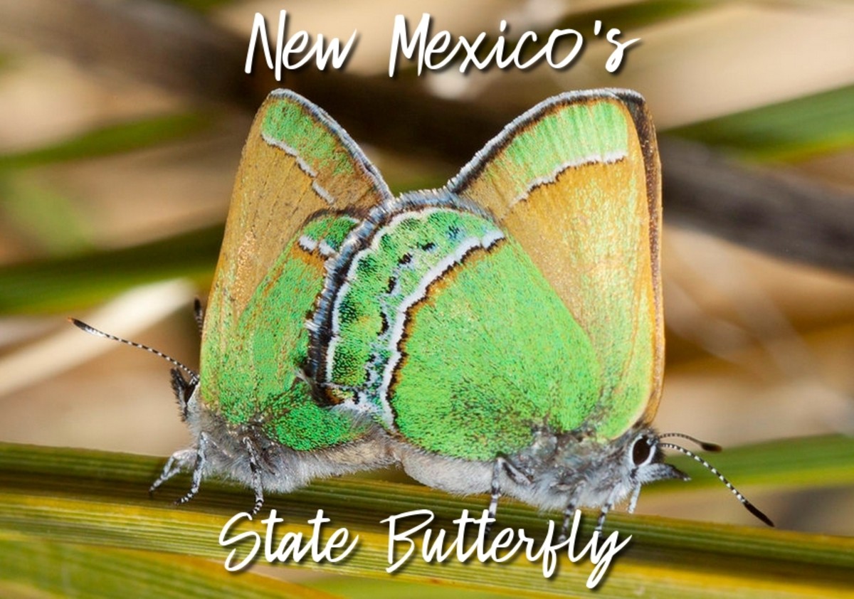 What Is the New Mexico State Butterfly? Sandia Hairstreak Butterfly Lesson