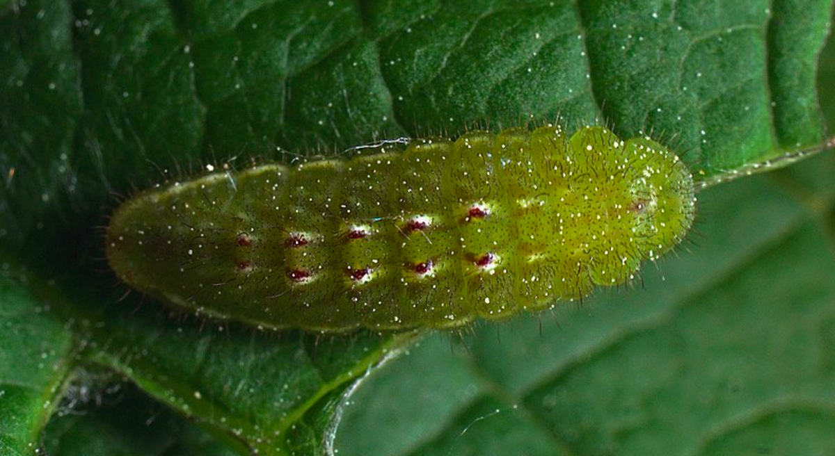 A typical hairstreak caterpillar