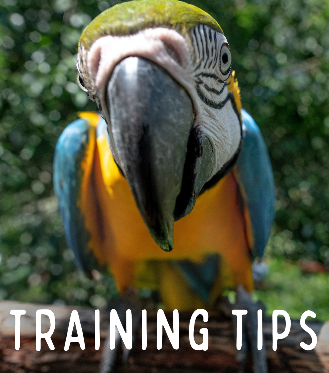 Fish Eating Birds: Tricks and Techinques - HubPages