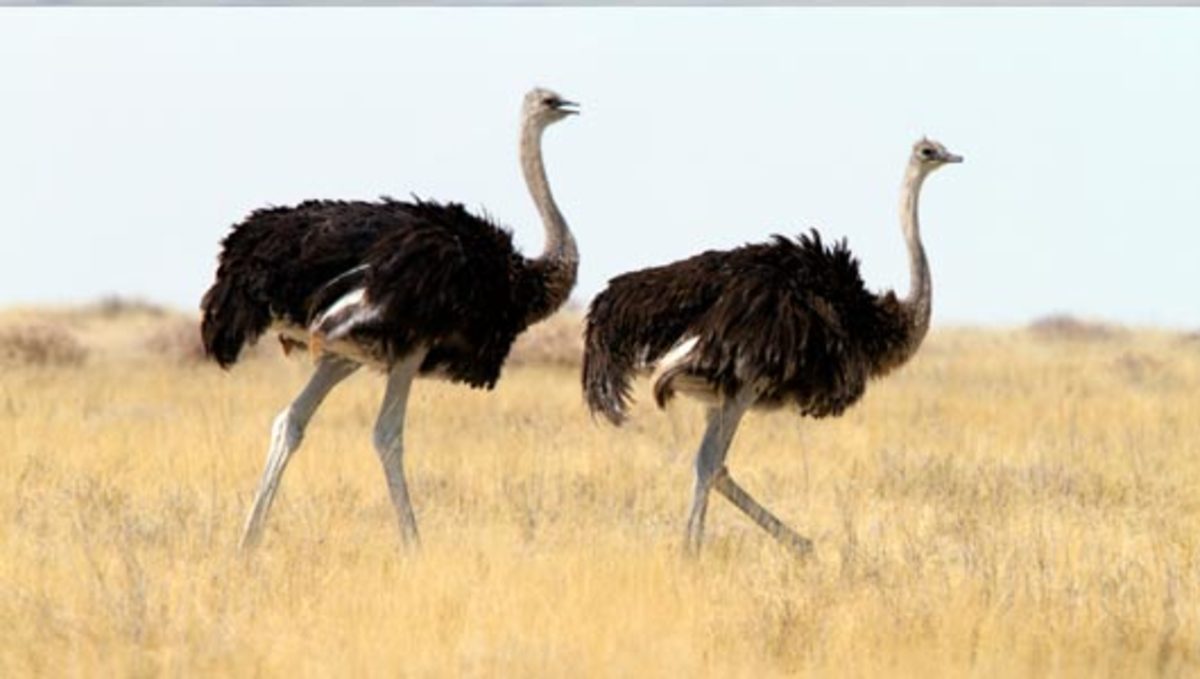 the-ostriches