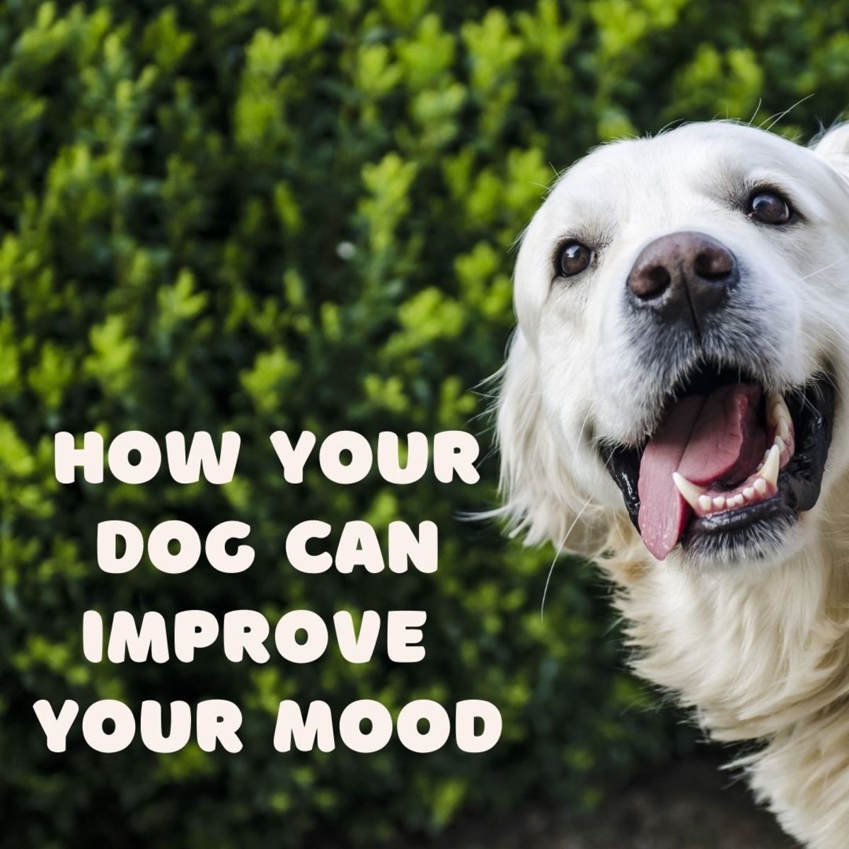 6 Ways Your Dog Can Help to Improve Your Mood