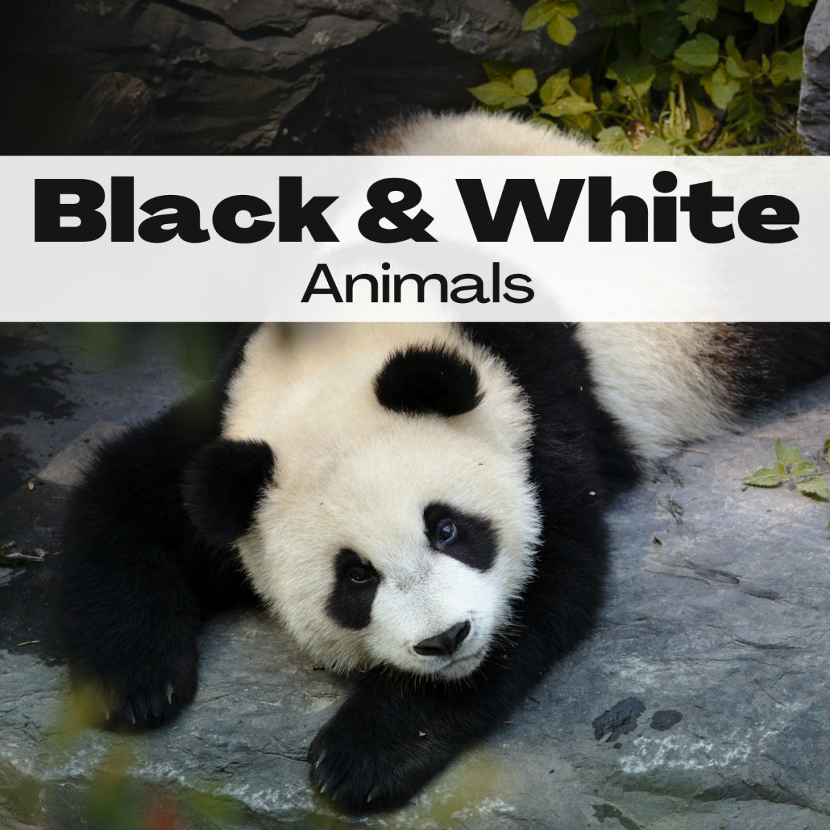 The panda is an incredibly popular black and white animal, but it's not the only one! Learn about lots of other animals that share this color scheme.