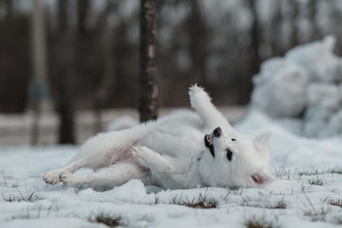 White dogs deserve names that celebrate their purity of spirit.