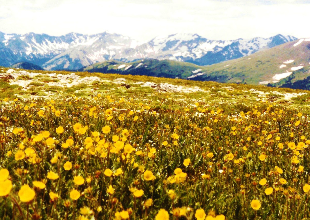 Alpine flowers in the Rocky Mountains