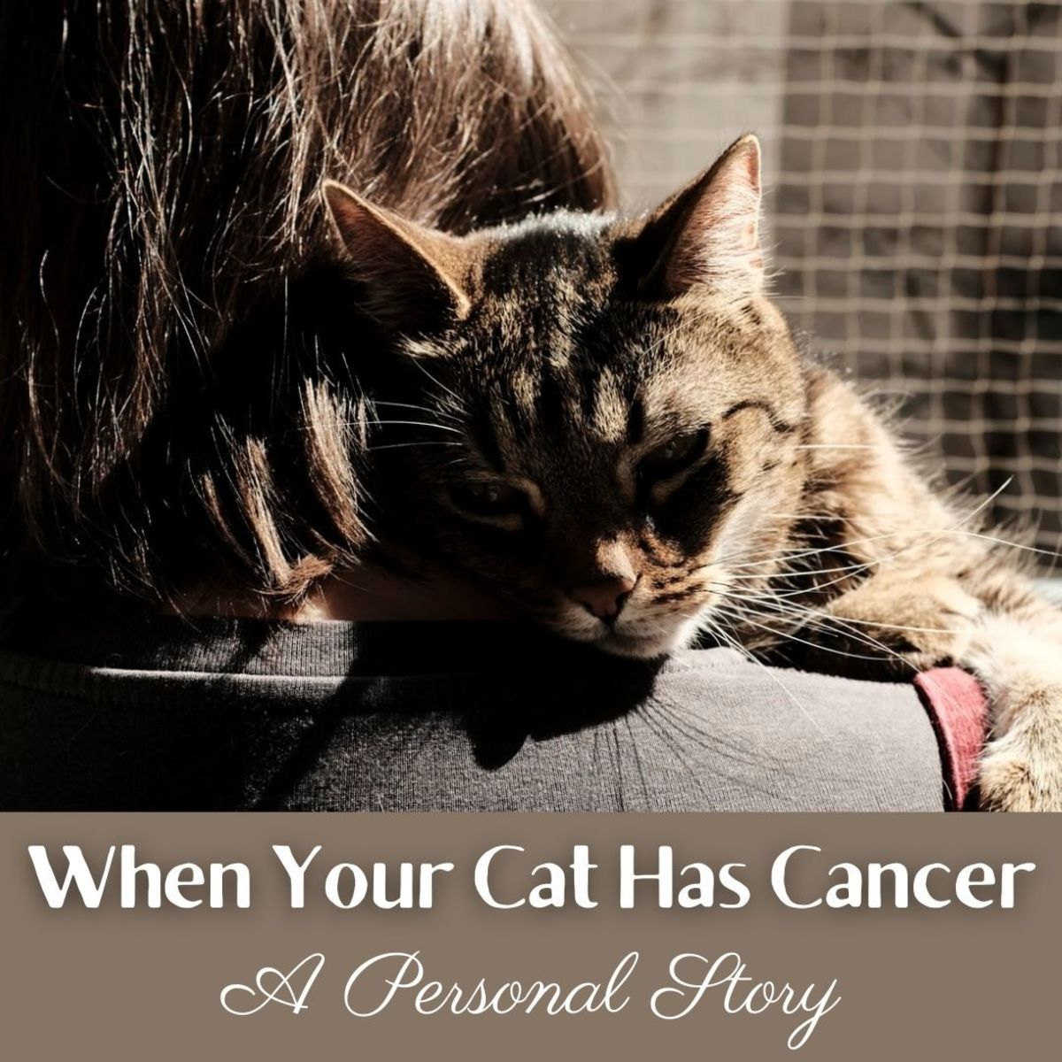 My Cat Has Cancer: A Personal Journey