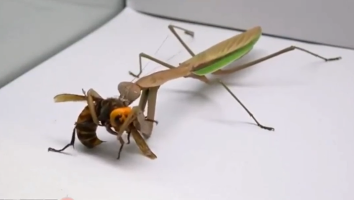 Why Is Everyone so Down on the Praying Mantis? HubPages