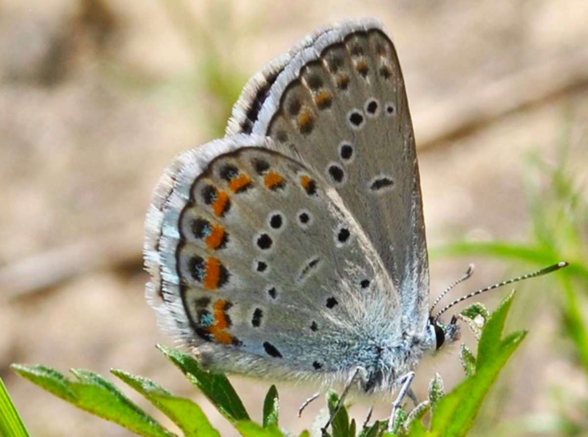 new-hampshire-state-butterfly-karner-blue