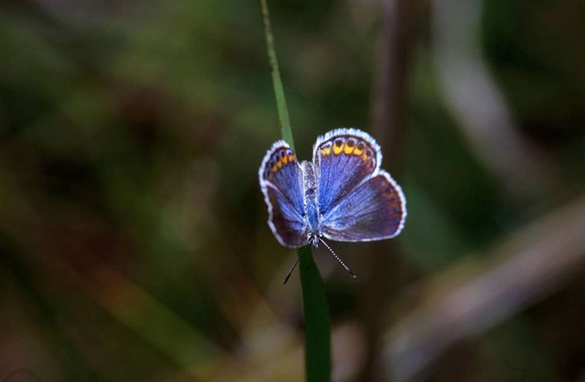 We need to protect the land that butterflies need to live on!