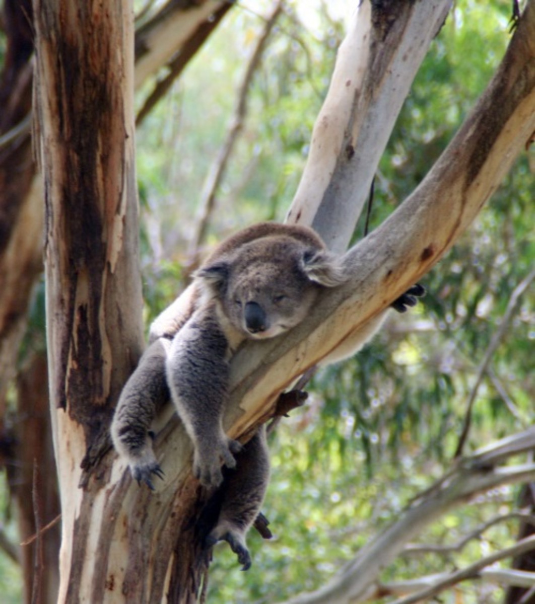 koala resting