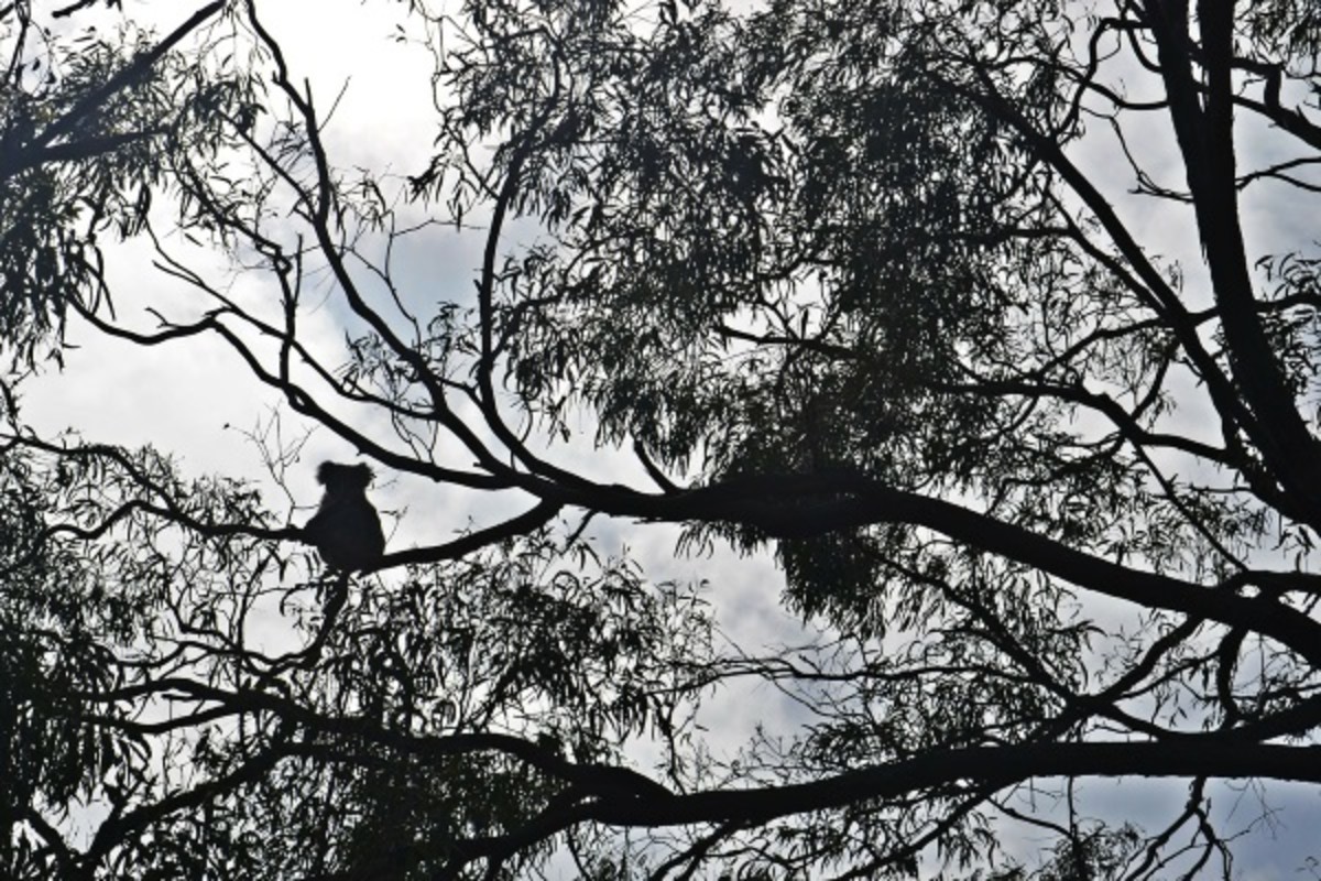 koala in gum tree