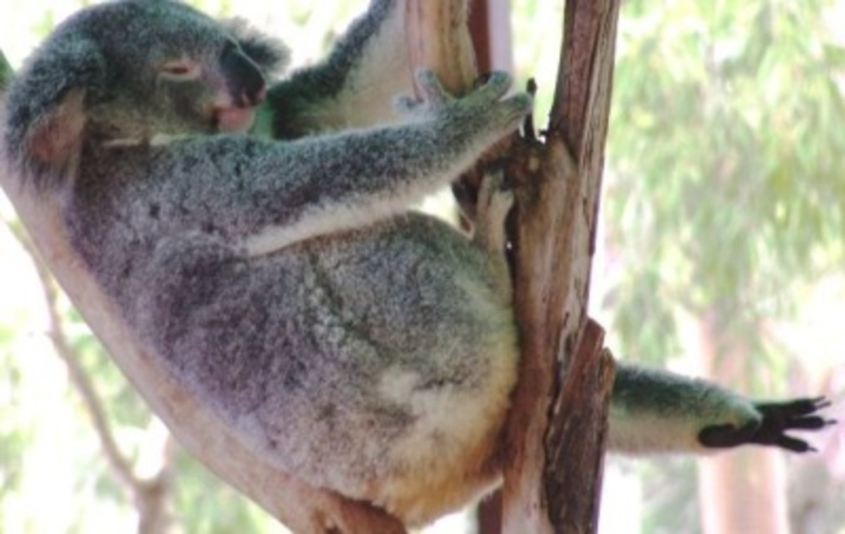 More Koala Facts