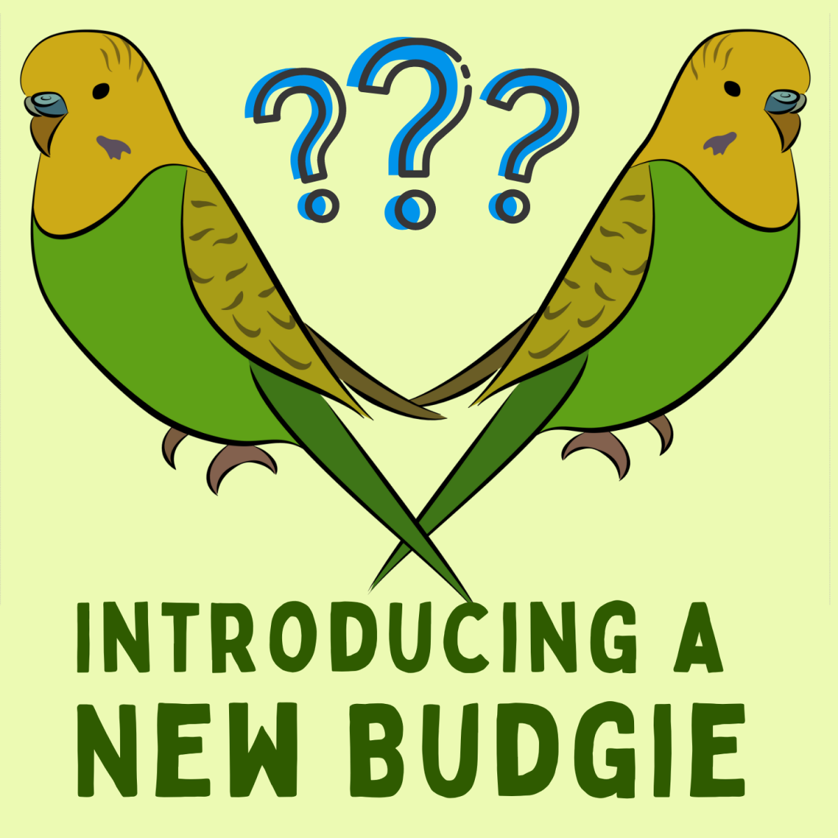 How to Introduce a Second Budgie