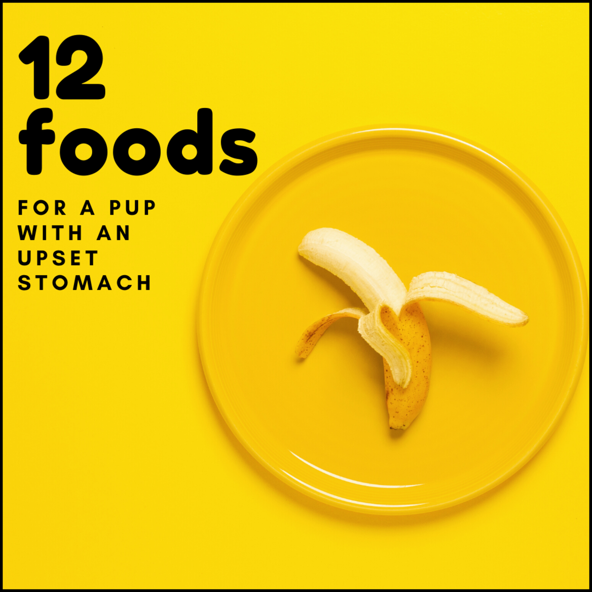 If your dog has an upset stomach, the following bland foods may help.