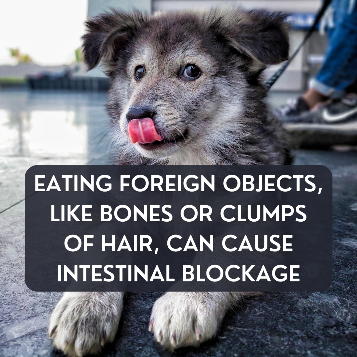 Check whether your dog might've eaten something he shouldn't have.