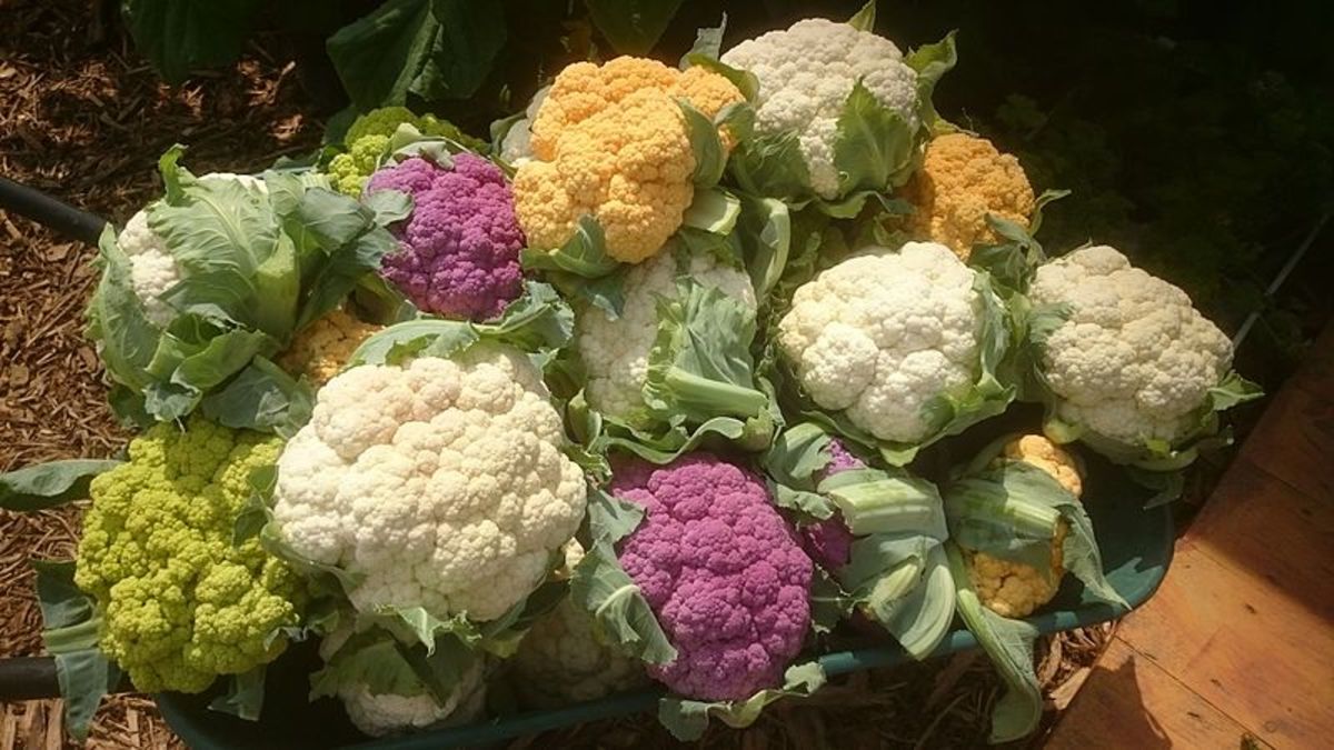 four-colors-of-cauliflower-white-orange-green-and-purple