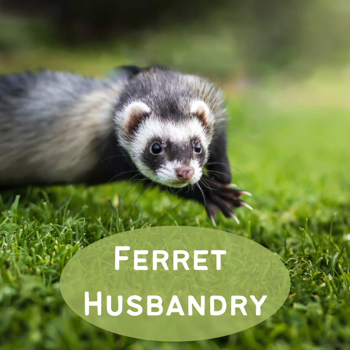 A guide to caring for ferrets.