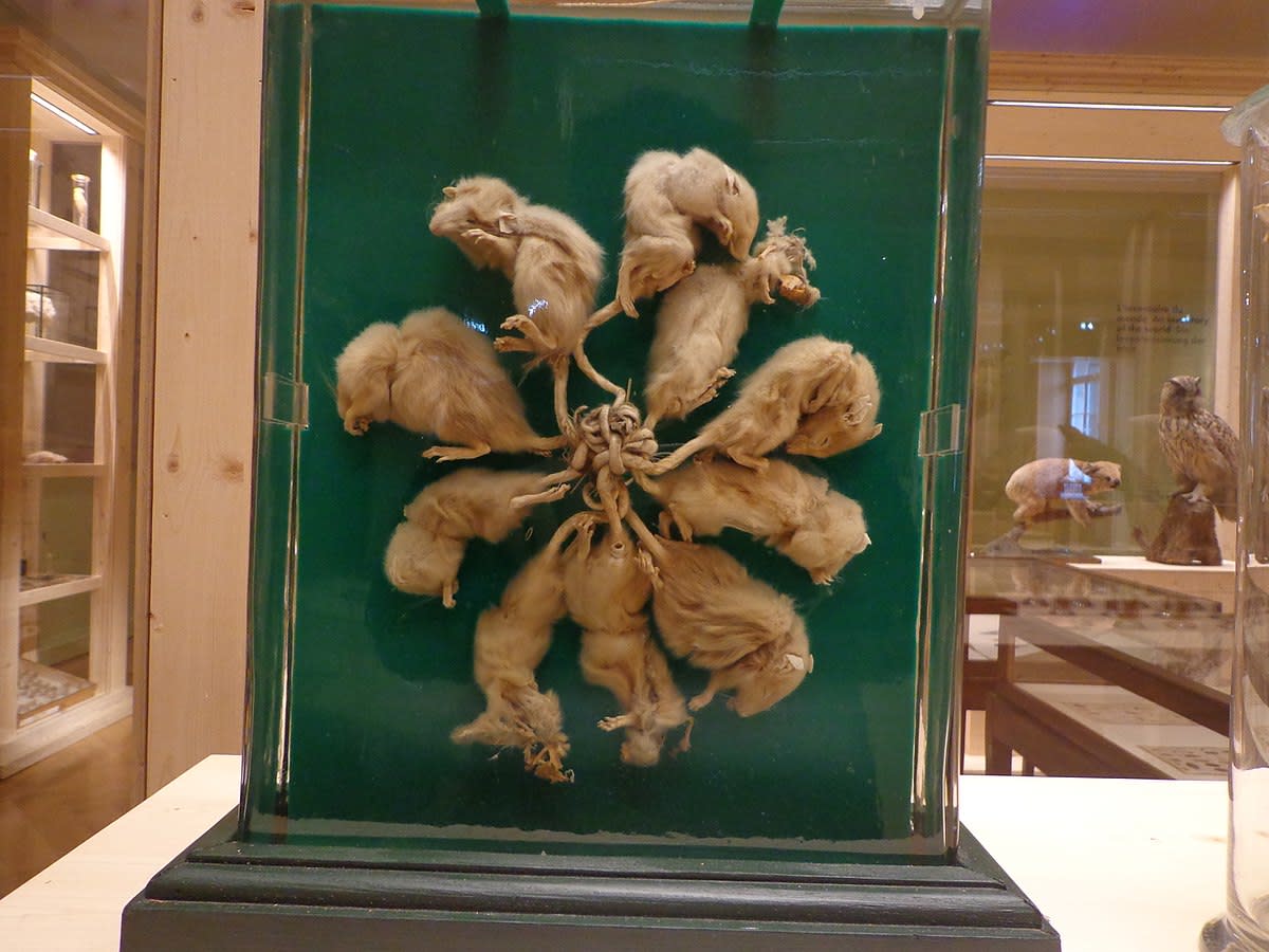 This alleged rat king was found in Dellfield, Germany in 1895. It is on display at a museum in Strasbourg, France.