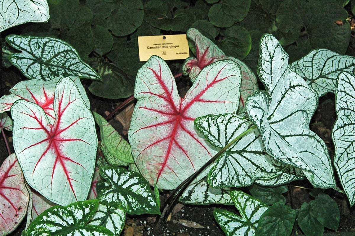 Leaves with contrasting veining are striking.
