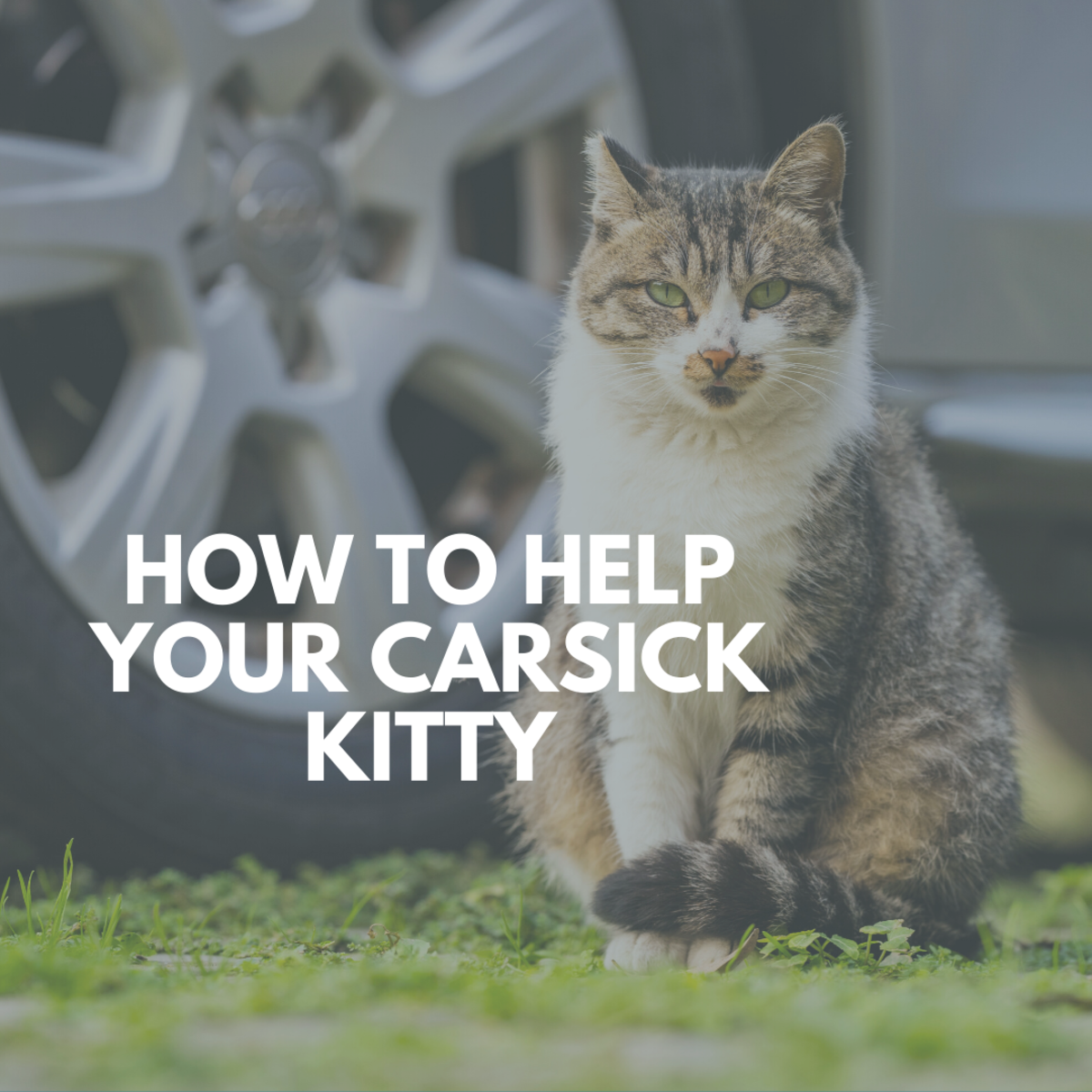 Cats Get Carsick, Too: Tips for Calming Kitty's Tummy