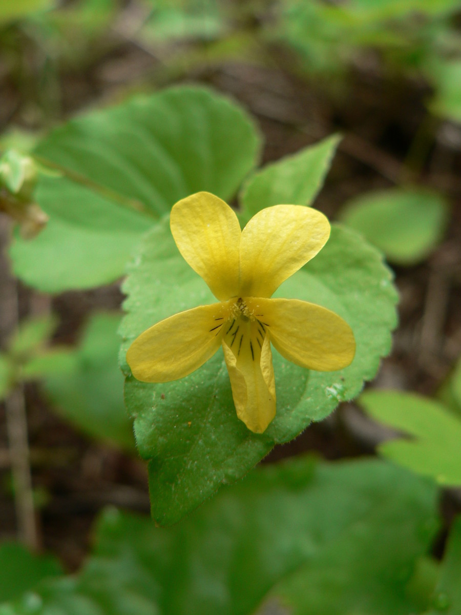 Viola Glabella is yellow rather than purple. In the right conditions, it will spread under shade trees.