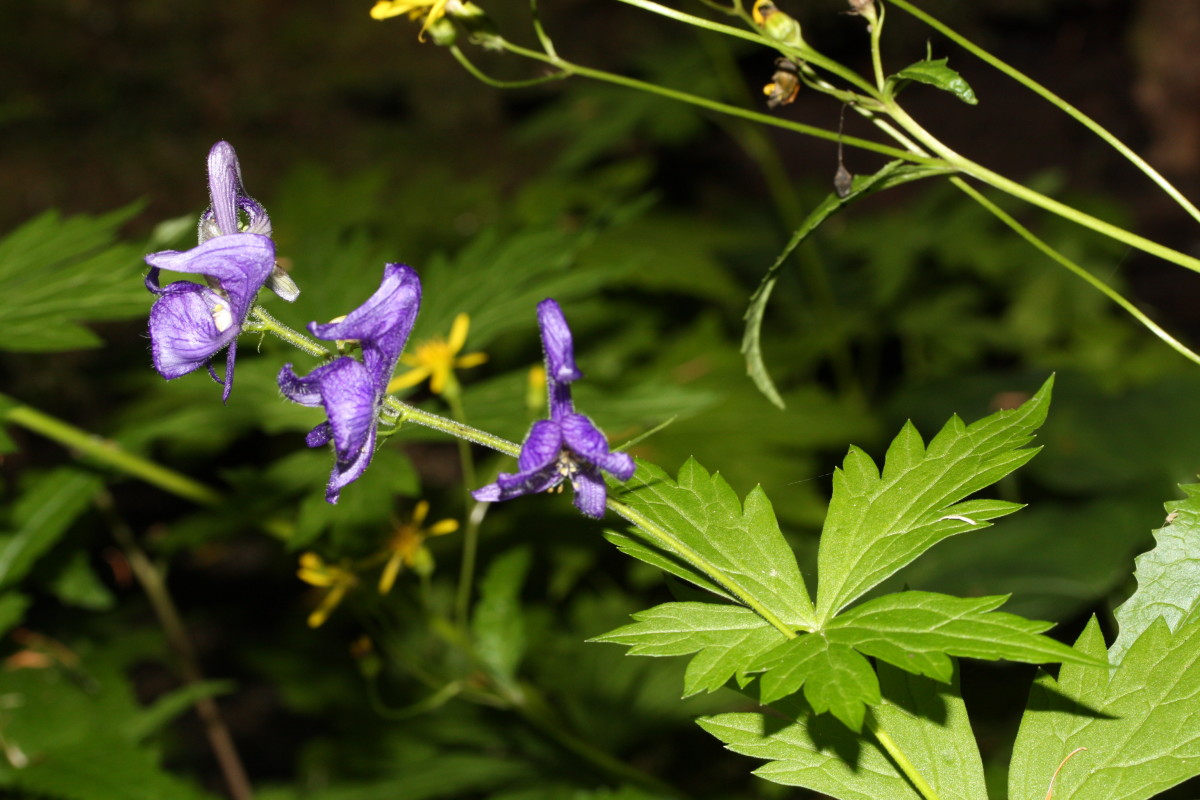Columbian Monkshood has a spray of blue flowers.