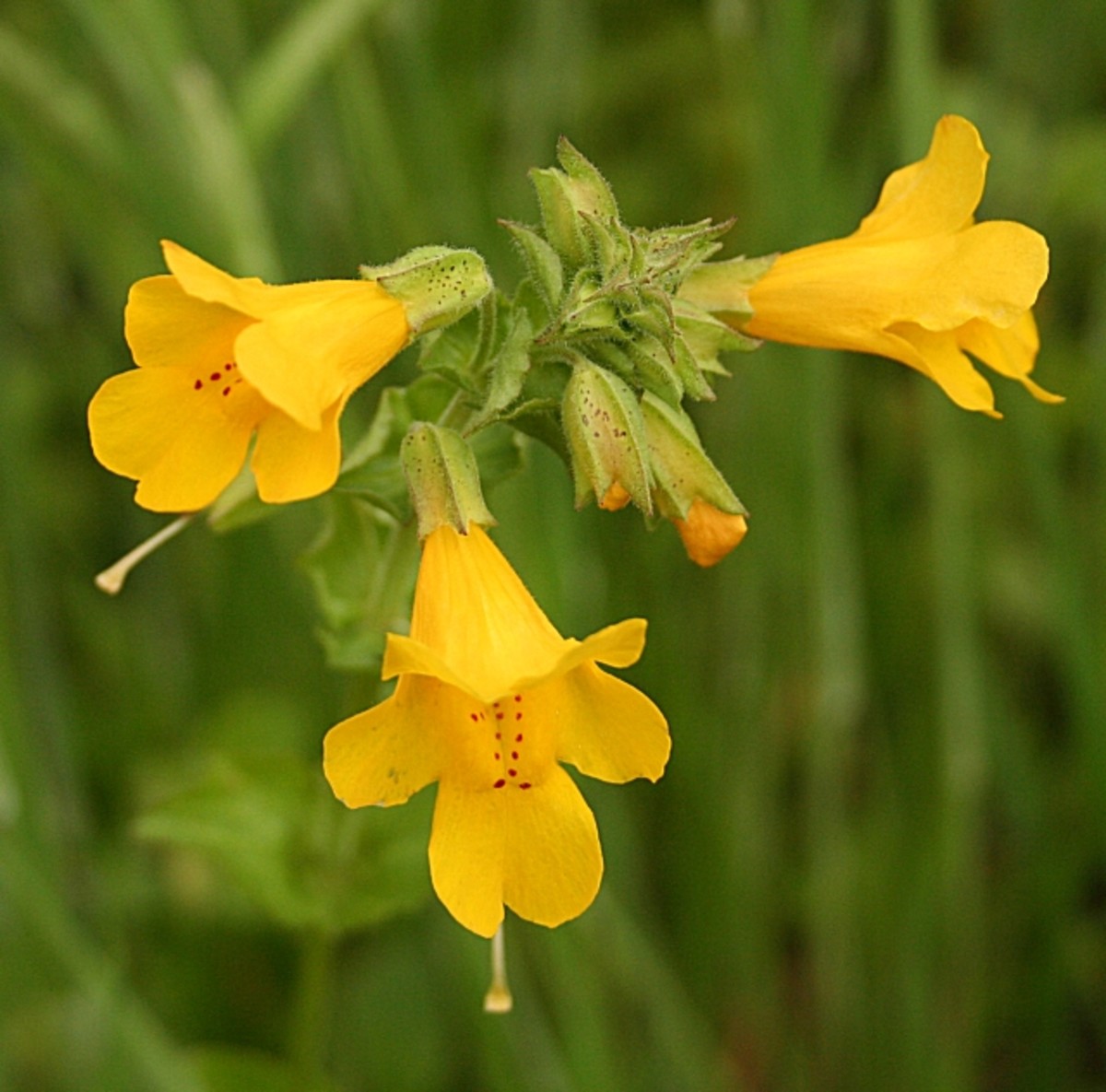 Mimulus blossoms are trumpet-shaped, with at least three per stem.