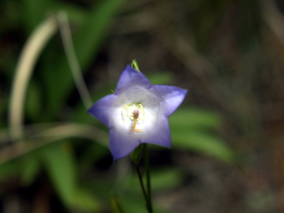 Bluebell Bellflower resembles balloon flower, in a petite version