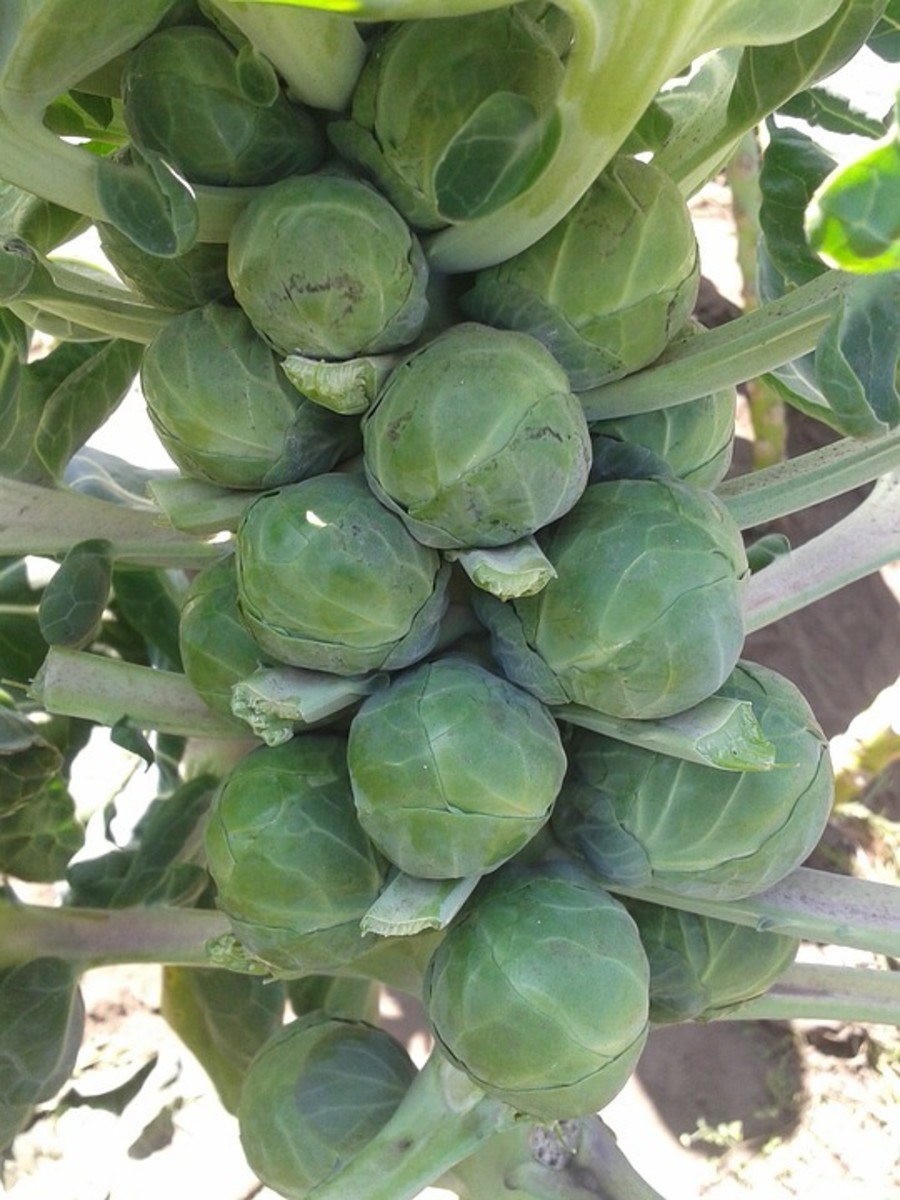 The sprouts are easier to harvest if you remove the leaf below first.