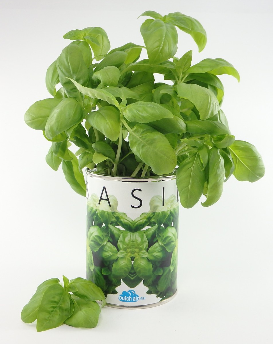 Keep your basil plant healthy by following these tips.
