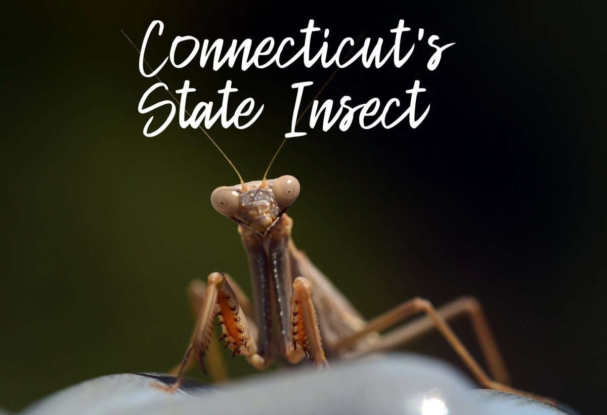 Connecticut State Insect Lesson: The European Mantis