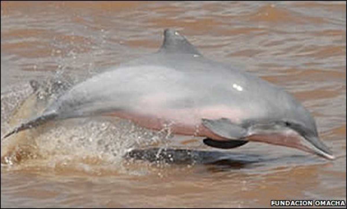 the-strange-and-beautiful-river-dolphins