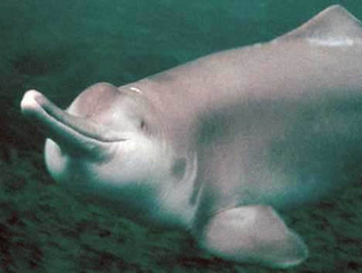 the-strange-and-beautiful-river-dolphins