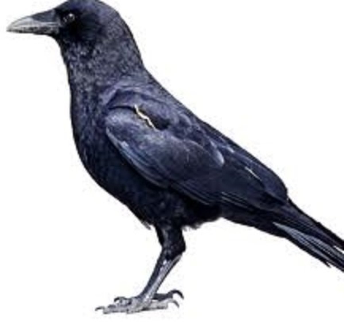 we-and-the-crows