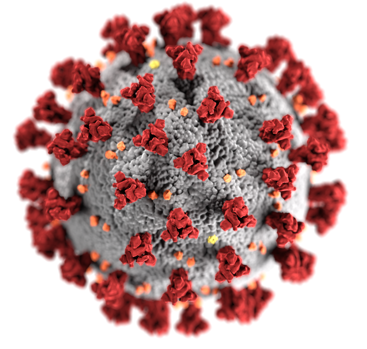 Illustration of a typical coronavirus