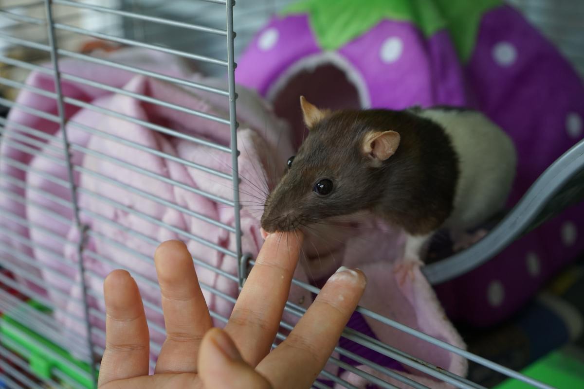 reasons-pet-rats-bite