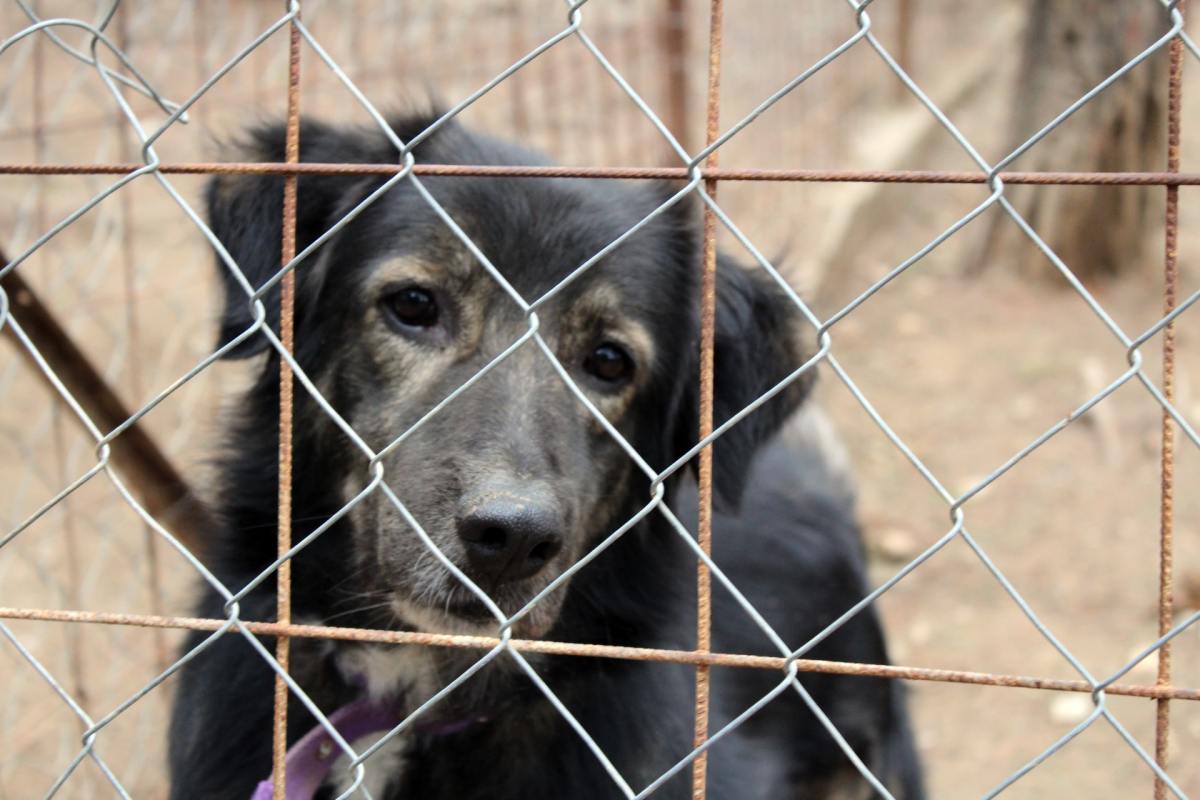 can-i-rename-a-rescue-dog-from-a-shelter
