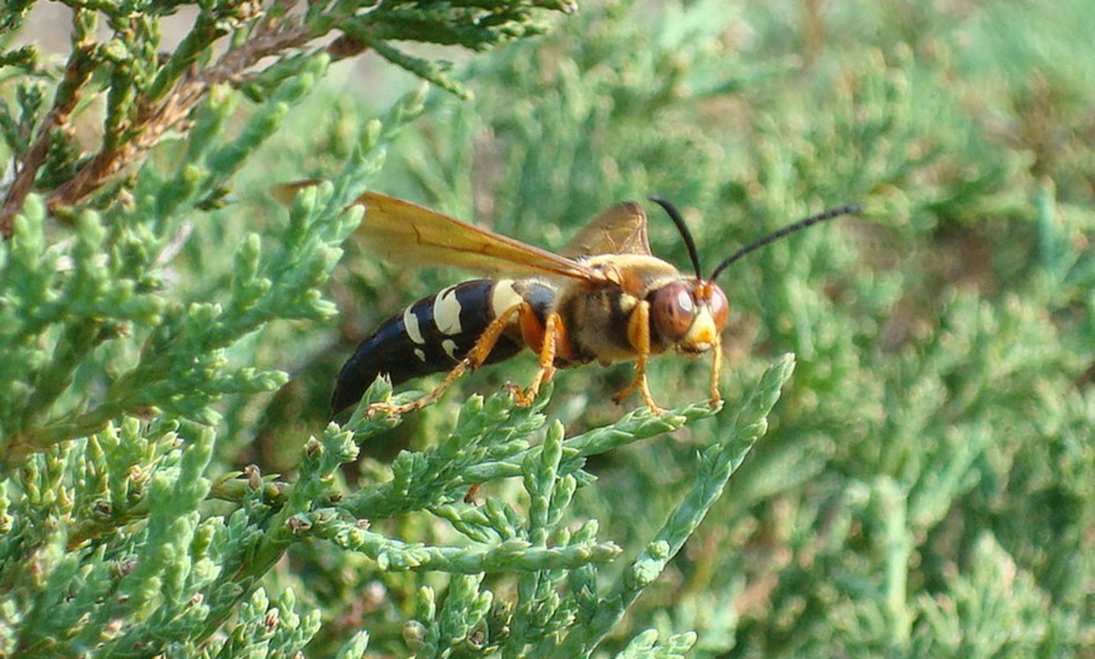 The Cicada Killer Wasp