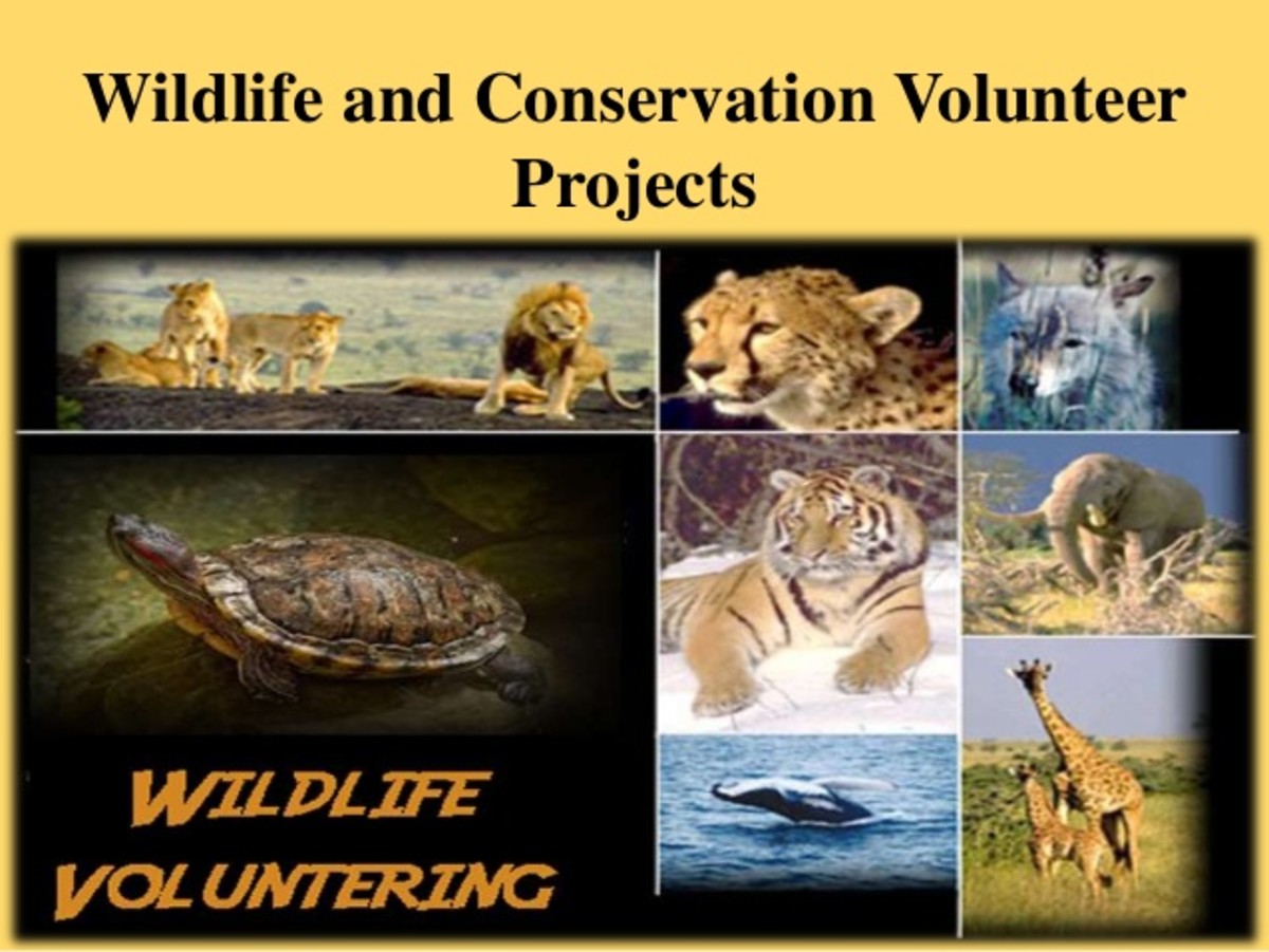special-conservation-projects-in-sindh