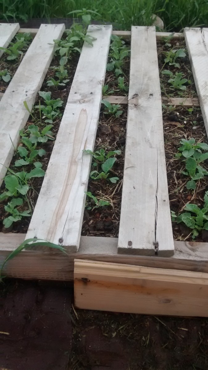 Making a raised garden bed from pallets is simple and great for prepping the bed of soil underneath for future planting.