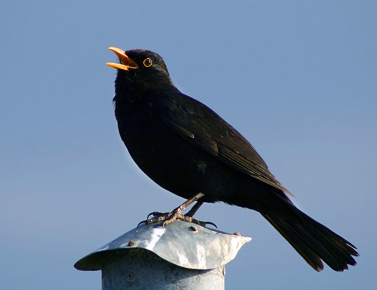Male blackbird singing