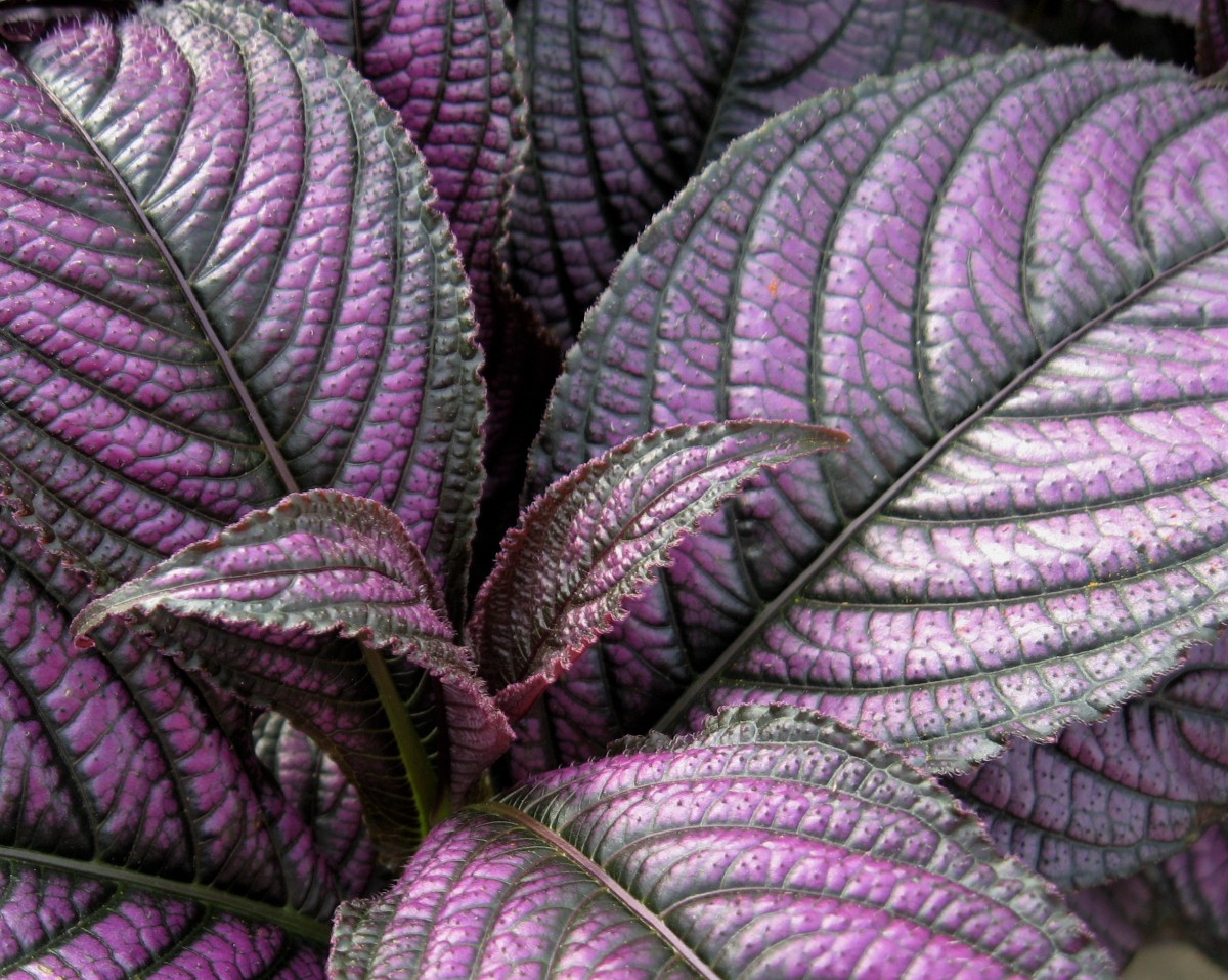 Purple Plants for the Patio and Yard